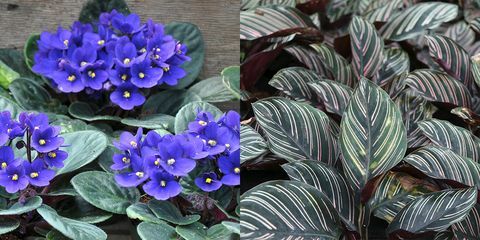 अफ्रीकी violets और calathea