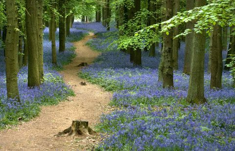 bluebells