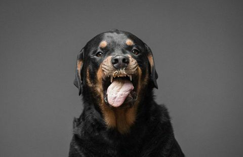 Rottweiler कुत्ता