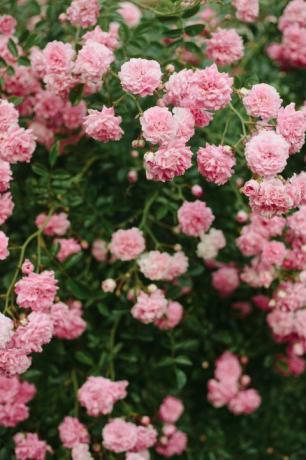 बगीचे में गुलाबी गुलाब के फूल गर्मियों में फूलों की पृष्ठभूमि